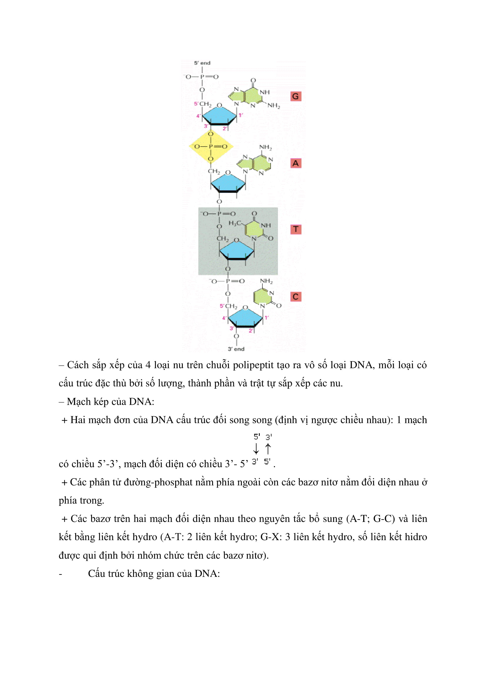 CẤU TRÚC VÀ CHỨC NĂNG CỦA ADN SINH HỌC LỚP 10